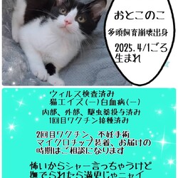 秘密結社ねこのひげ♡保護猫譲渡会 サムネイル3