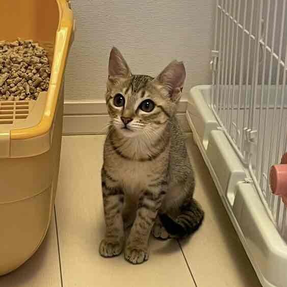 rikuページ♡新規様リクエスト　猫様　猫オブジェ 369(みろく)-cat 𝖬𝖨𝖪𝖠 𝖨𝖢𝖧𝖨𝖭𝖮𝖲𝖤 (@r_commune) / X