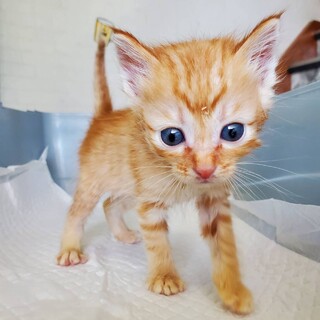 【4匹の小さな兄弟たち】えん(旧パイン)