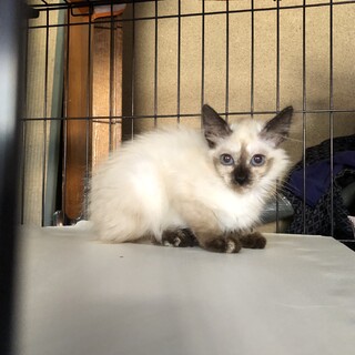 長毛になりそうなシャム