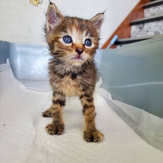 【4匹の小さな兄弟たち】ゆず(旧キウイ)