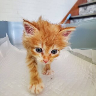 【4匹の小さな兄弟たち】ミミ(旧マンゴー)