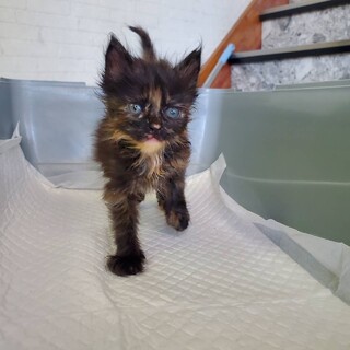 【4匹の小さな兄弟たち】びわ(旧ベリー)