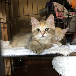 半長毛　三毛　さくらんぼちゃん