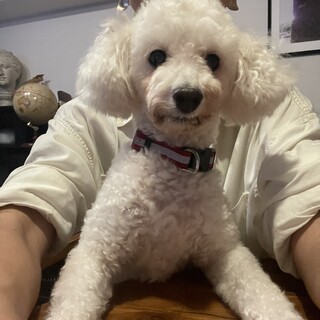 人が大好きなお膝犬トイプードルの萌ちゃん