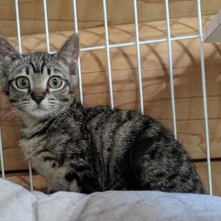 わたしチビ子!!　誰か家族になって下さい。