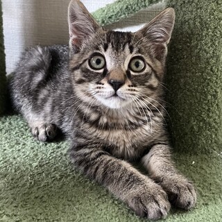 【トライアル決定!!】ナツくん☆4ヶ月 オス