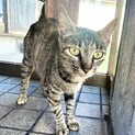 キジトラのトラ美 里親さん募集中です!
