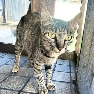 キジトラのトラ美 里親さん募集中です!