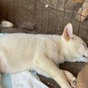 推定2.5ヶ月♂白龍 サムネイル6