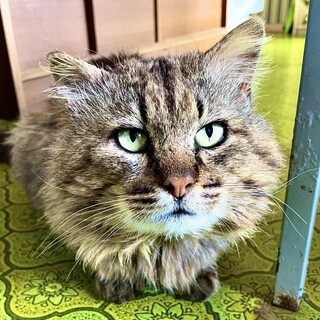 長毛種のモフちゃん 里親さん募集中です!