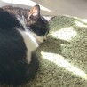 オヒルネ