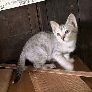 7/13譲渡会福島　爽やかなグレー