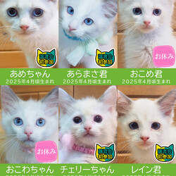 子猫だけ19匹［ラグドール子猫4匹います］★みよし市