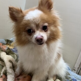 素敵なご縁がありましたおっとりポメの女の子