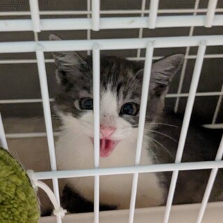 かわいい子猫です。