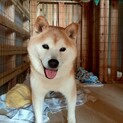 お散歩大好き☆ボク君☆柴犬