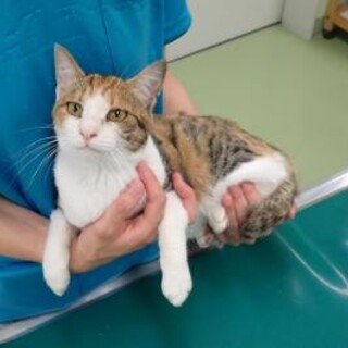 美人の三毛猫さん【のれん】ちゃん