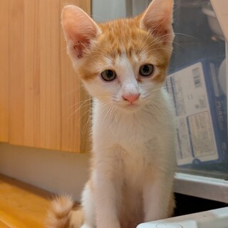 ぼくセシル!!誰とでも仲良くなれそうな男の子♪