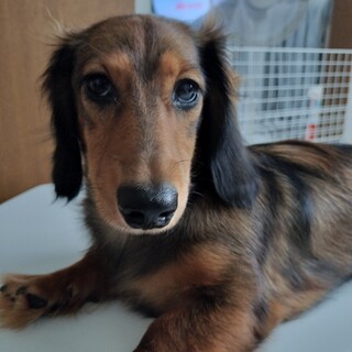 里親募集します　ミニチュアダックス