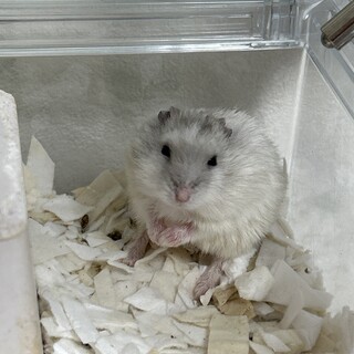 ジャンガリアンハムスター