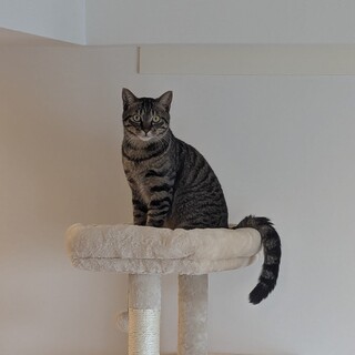 優しい里親さんを探しています