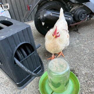 ニワトリの雌　毎日卵をうむ。