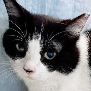 お外で苦労していた♀はなこちゃん約8歳