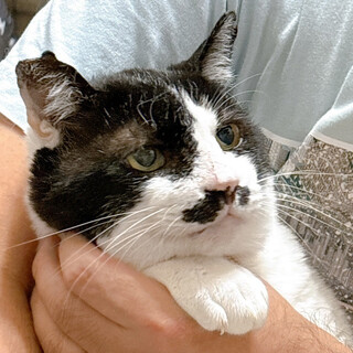 ケガを負っていた白黒猫♂しげる約8歳