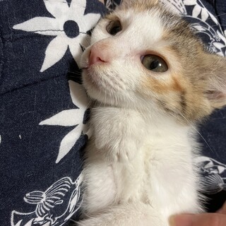 美人なミケ