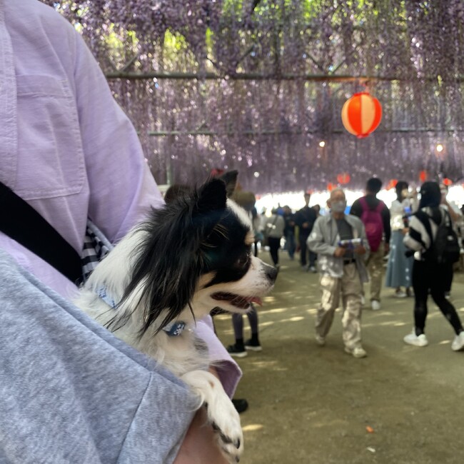 にゃんここりんのカバー写真