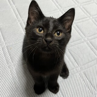 【トライアル決定!!】ヒョウくん