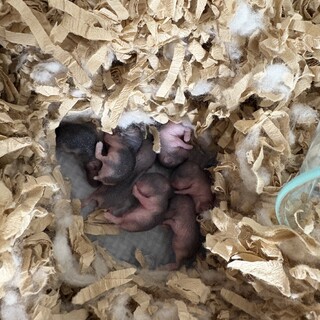 ジャンガリアンハムスターの赤ちゃん