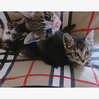 捕獲器の中で産まれた兄妹！人馴れ◎可愛い盛りです！