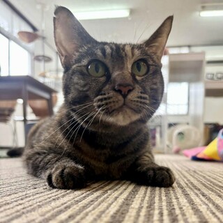 キジサビ　メイメイちゃん　里親様募集♡