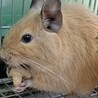 【オス1歳】デグー兄弟 (サンド)