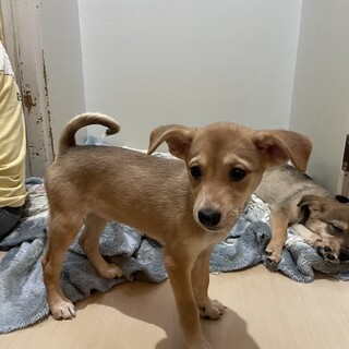 素敵なご縁がありましたとても賢い子犬ちゃん