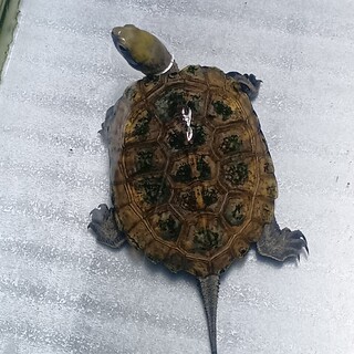 ニホンイシガメ  オス  2匹