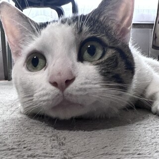 猫ちゃん初心者でも大丈夫な猫ちゃんです