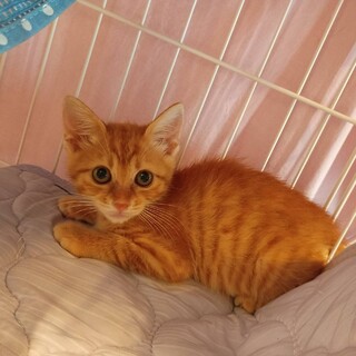 ちゃこちゃん：カラスやイタチから緊急保護