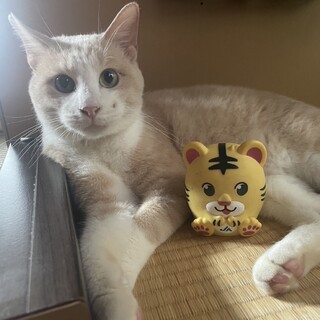 素敵なご縁がありました人が大好きな甘えん坊さん