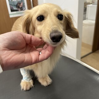 美系ダックス サラサラヘ」東京都 - 犬の里親募集(518955