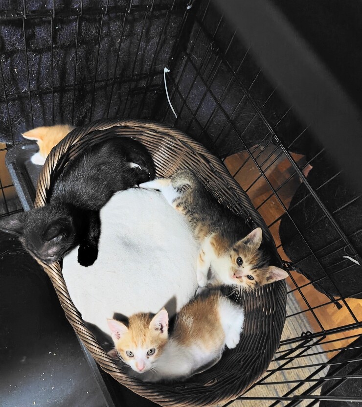 大阪吹田】ネコの里親会リトル」（猫の里親会リトルのイベント #26003