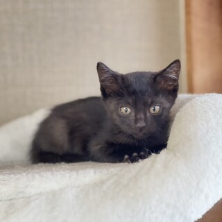 【真っ黒な身体が可愛い】ごま