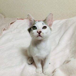 とてもフレンドリーな3兄弟のキジまろ君