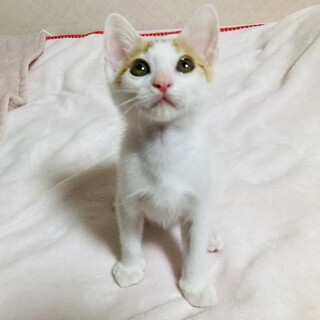 とてもフレンドリーな3キジまろ君