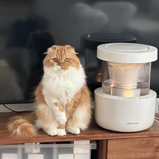 愛らしいスコティッシュフォールド