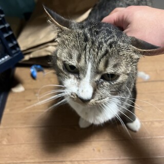 長生きしてる猫ちゃんです