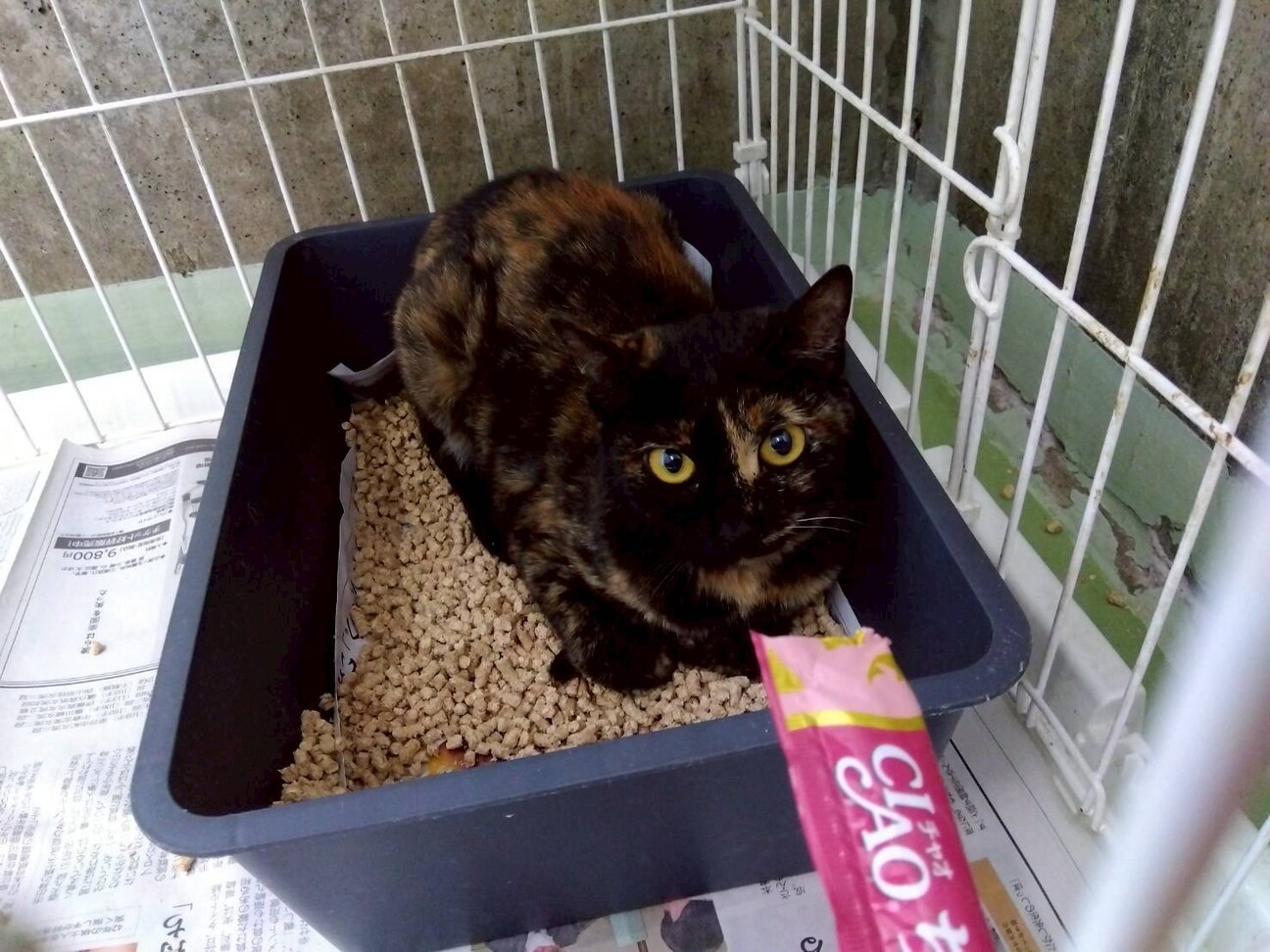 サビ柄の女の子【はんこ】ちゃん♡ サムネイル2