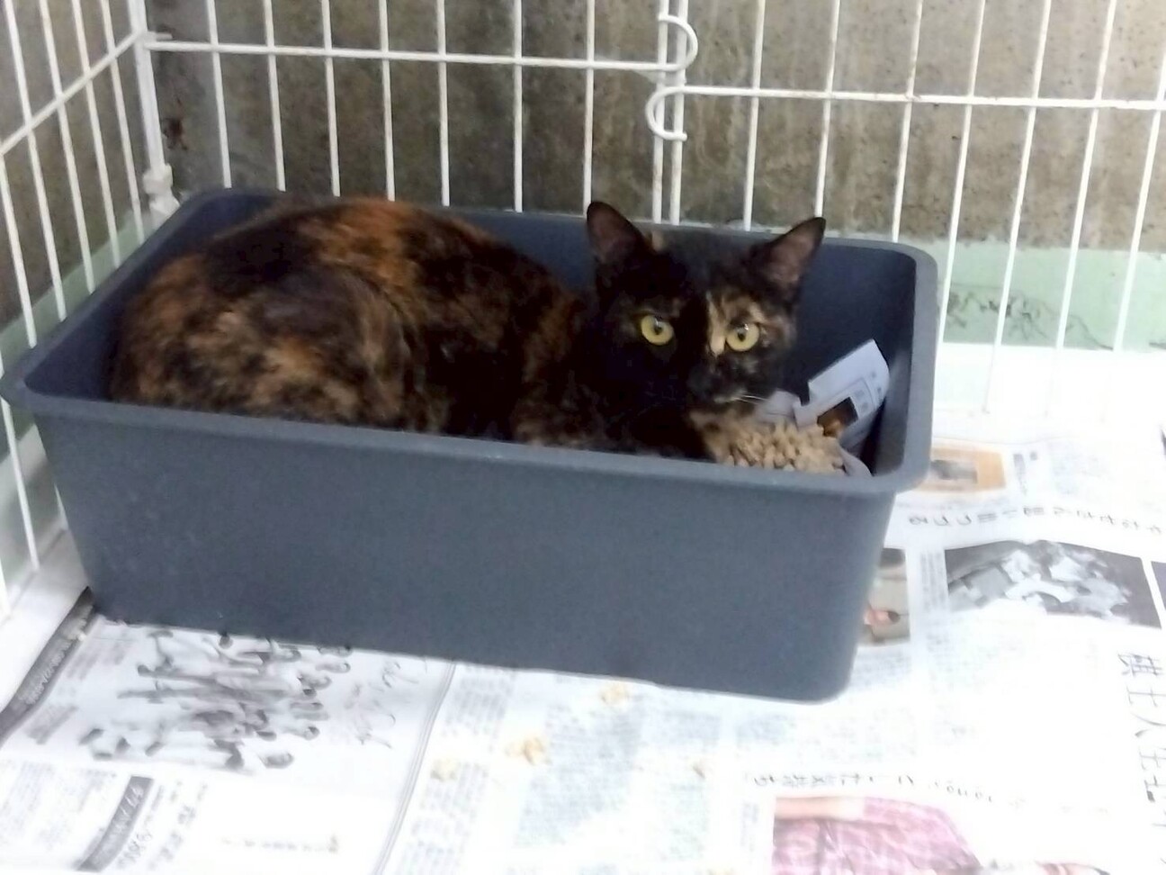 サビ柄の女の子【はんこ】ちゃん♡ サムネイル3